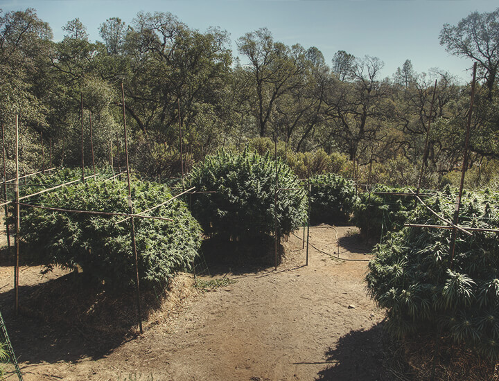 Cómo hacer un enrejado para la marihuana en exterior