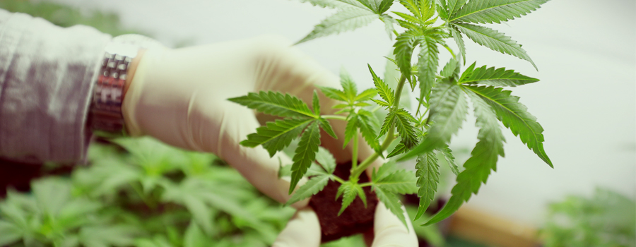Agencia federal de cannabis alemania