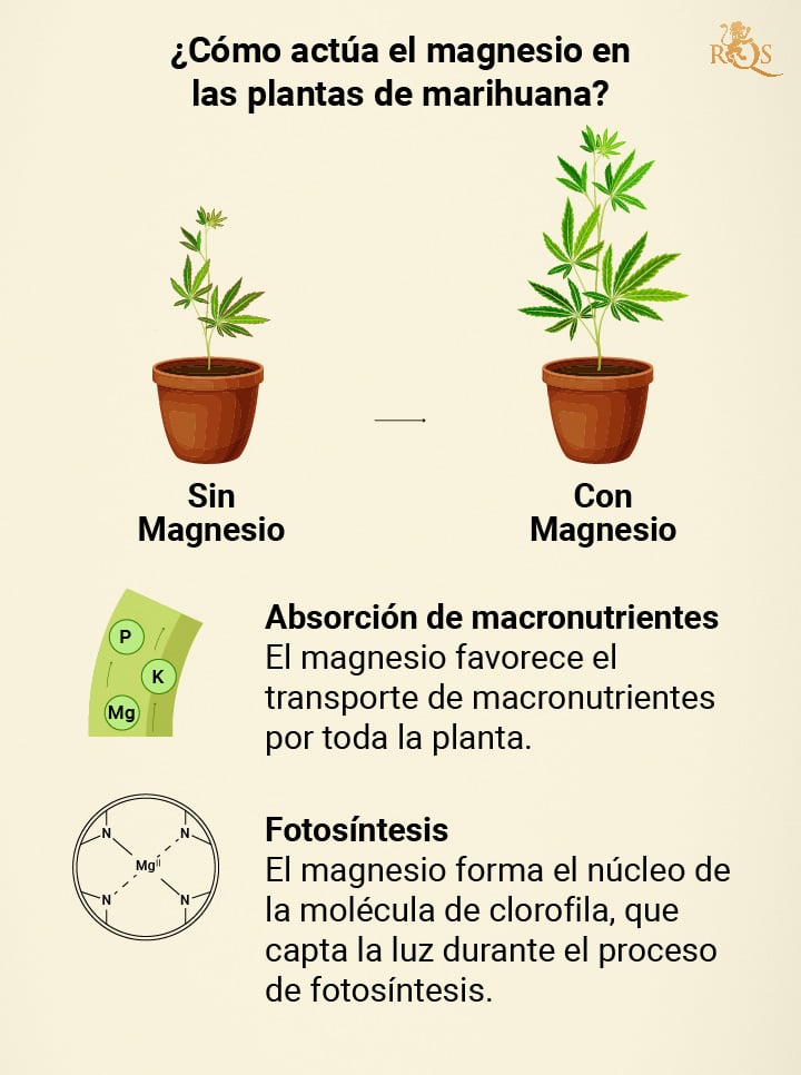 Magnesium benefits for cannabis plants