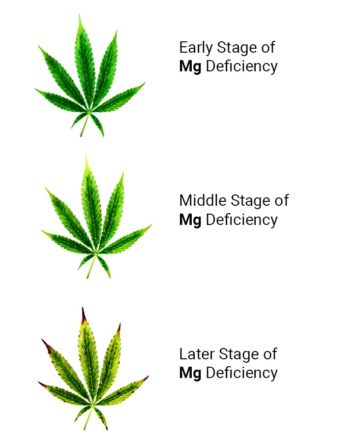 Cannabis Spice