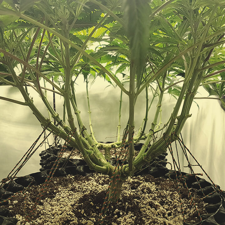 Lollipopping y Mainlining Planta Cannabis 