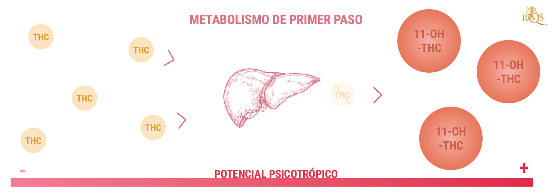 11-hidroxi-THC y la potencia de los comestibles