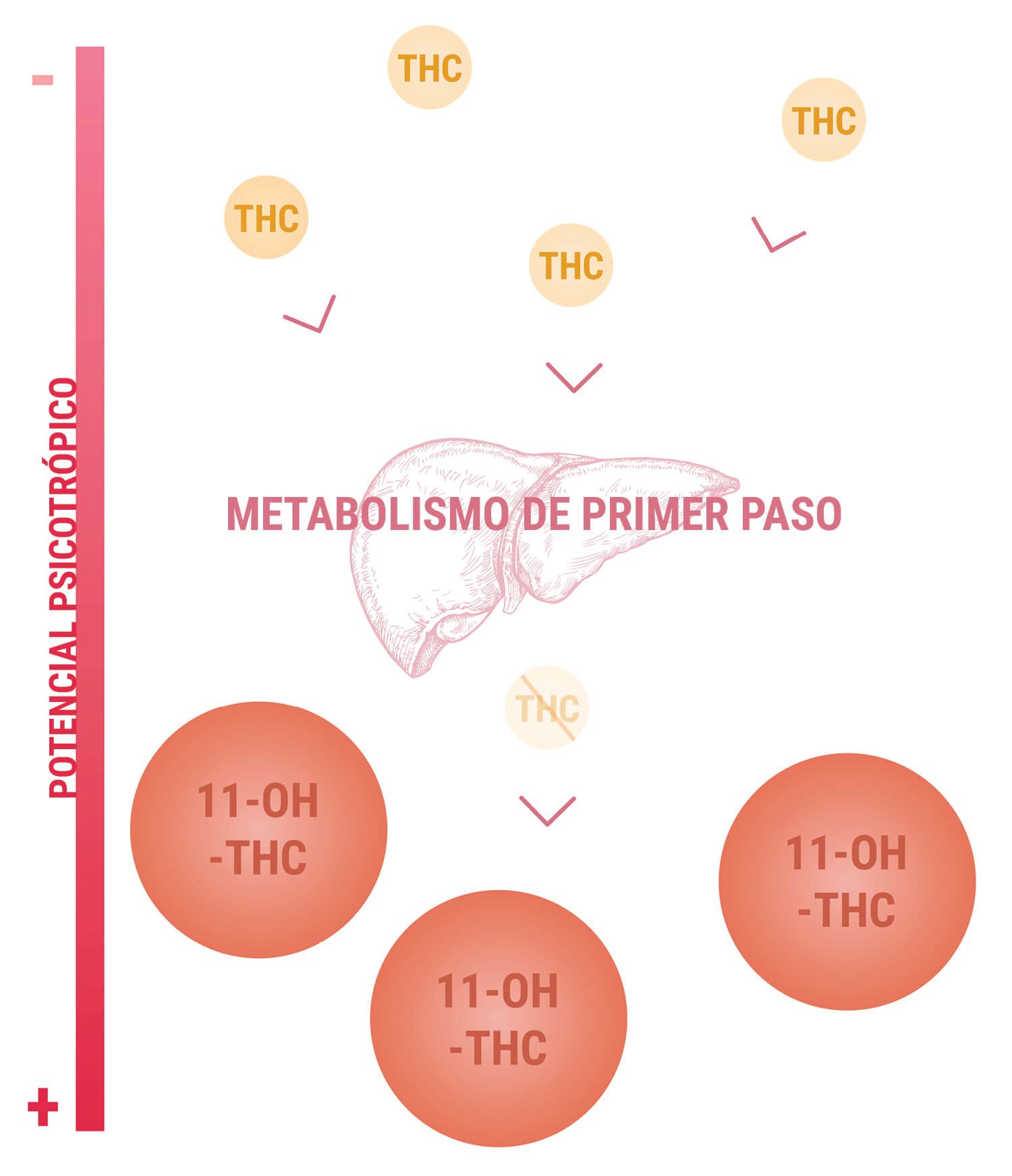 11-hidroxi-THC y la potencia de los comestibles