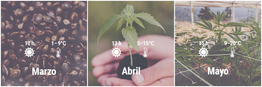 Cómo cultivar cannabis en exterior en Alemania, Marzo, Abril, Mayo