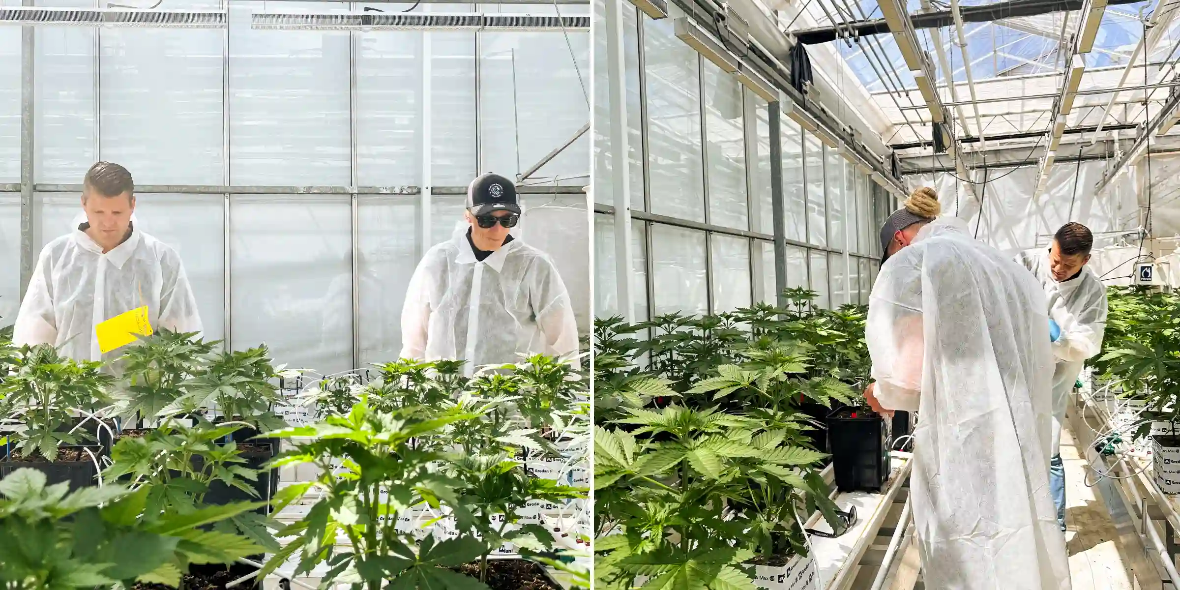 Max y Maikel inspeccionando plantas de cannabis fotoperiódicas híbridas F1 en un invernadero de breeding luminoso, rodeados de plantas sanas, líneas de riego y condiciones de ensayo controladas.