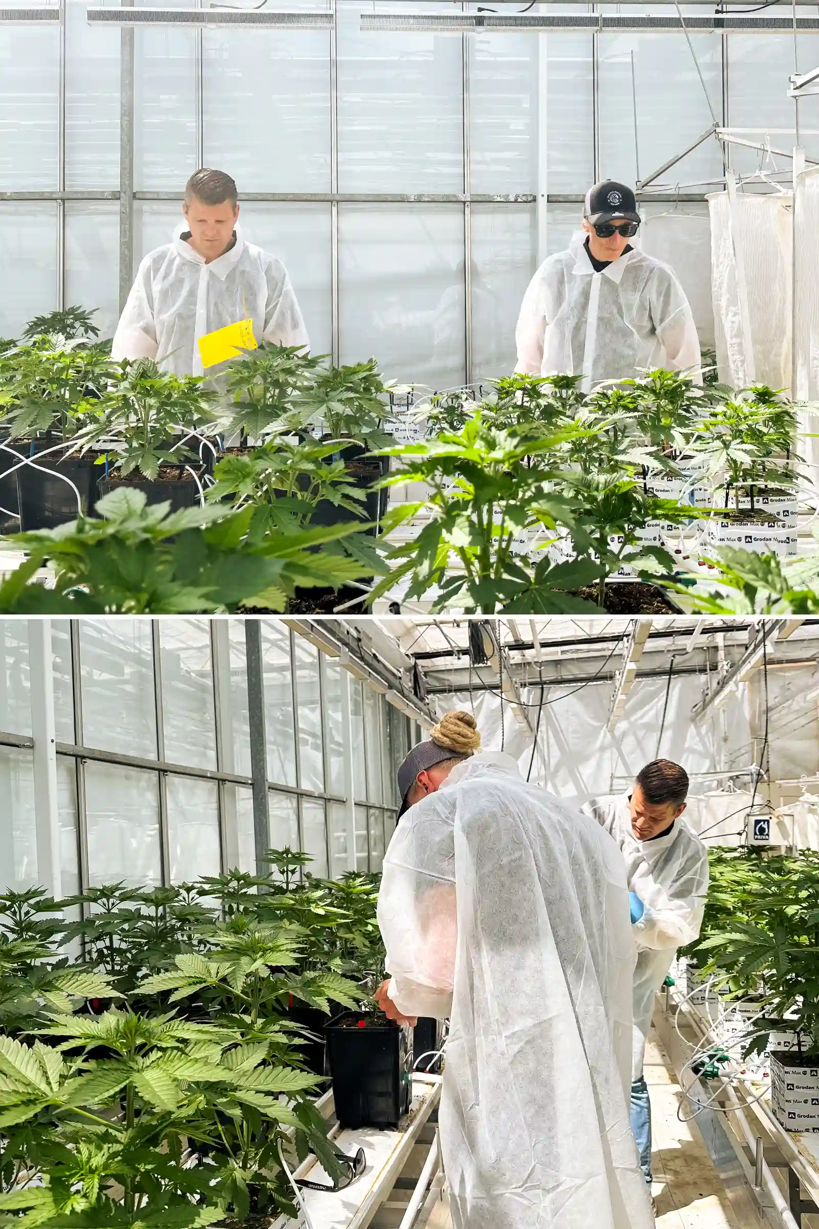 Max y Maikel inspeccionando plantas de cannabis fotoperiódicas híbridas F1 en un invernadero de breeding luminoso, rodeados de plantas sanas, líneas de riego y condiciones de ensayo controladas.
