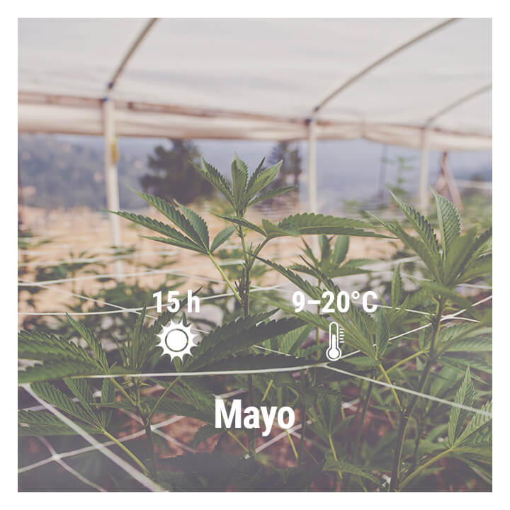 Cómo cultivar cannabis en exterior en Alemania, Mayo