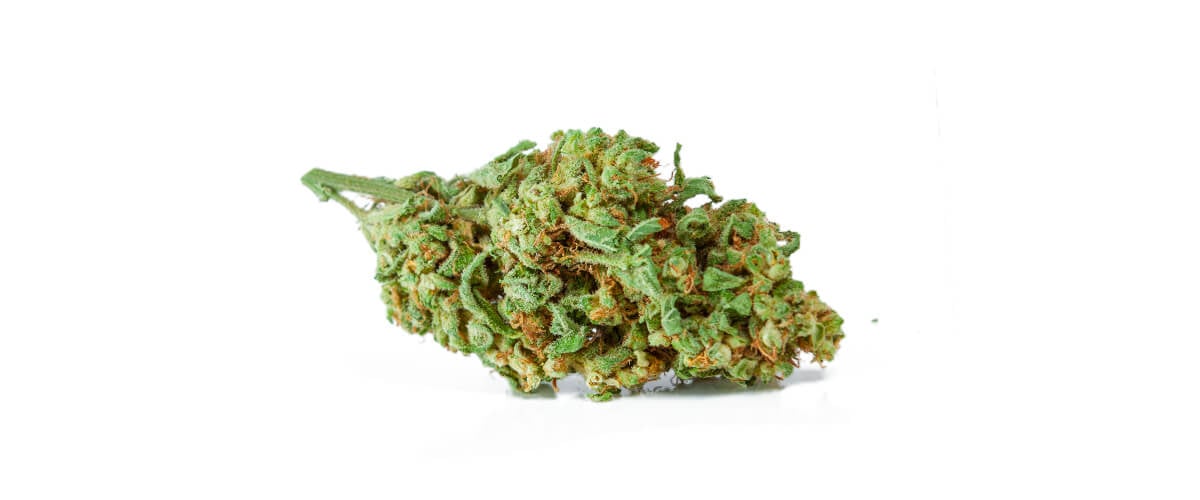 ¿Qué es la marihuana de calidad media? ¿Qué es la marihuana de calidad media?