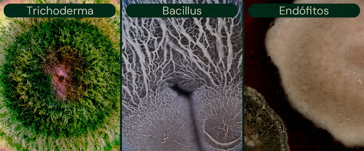 Agentes de Biocontrol Microbiano para el Cannabis Imagen que muestra Trichoderma, Bacillus y Endófitos como agentes de biocontrol microbiano para el cannabis, ayudando en el control de plagas y la prevención de enfermedades.