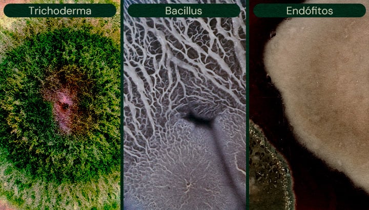 Agentes de Biocontrol Microbiano para el Cannabis Imagen que muestra Trichoderma, Bacillus y Endófitos como agentes de biocontrol microbiano para el cannabis, ayudando en el control de plagas y la prevención de enfermedades.