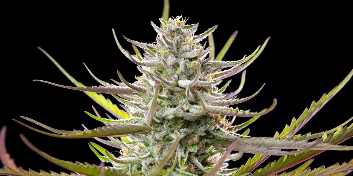Cogollo de cannabis Mimosa con flores escarchadas y resinosas, hojas verde-moradas, pistilos blancos y crecimiento de floración compacto sobre un fondo oscuro.