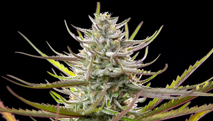 Cogollo de cannabis Mimosa con flores escarchadas y resinosas, hojas verde-moradas, pistilos blancos y crecimiento de floración compacto sobre un fondo oscuro.
