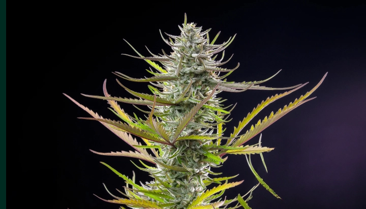 Mimosa: variedad fotoperiódica compacta más baja Planta de cannabis Mimosa con una cola escarchada y resinosa, hojas verde-moradas, pistilos blancos y una estructura de floración compacta sobre un fondo oscuro.