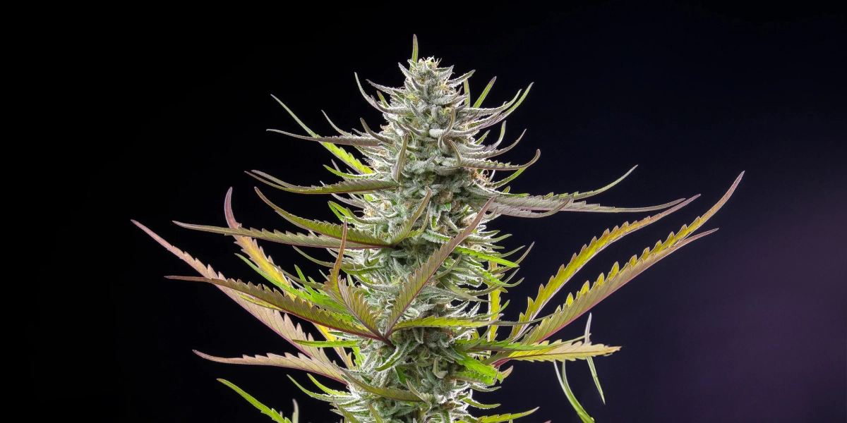 Mimosa: variedad fotoperiódica compacta más baja Planta de cannabis Mimosa con una cola escarchada y resinosa, hojas verde-moradas, pistilos blancos y una estructura de floración compacta sobre un fondo oscuro.