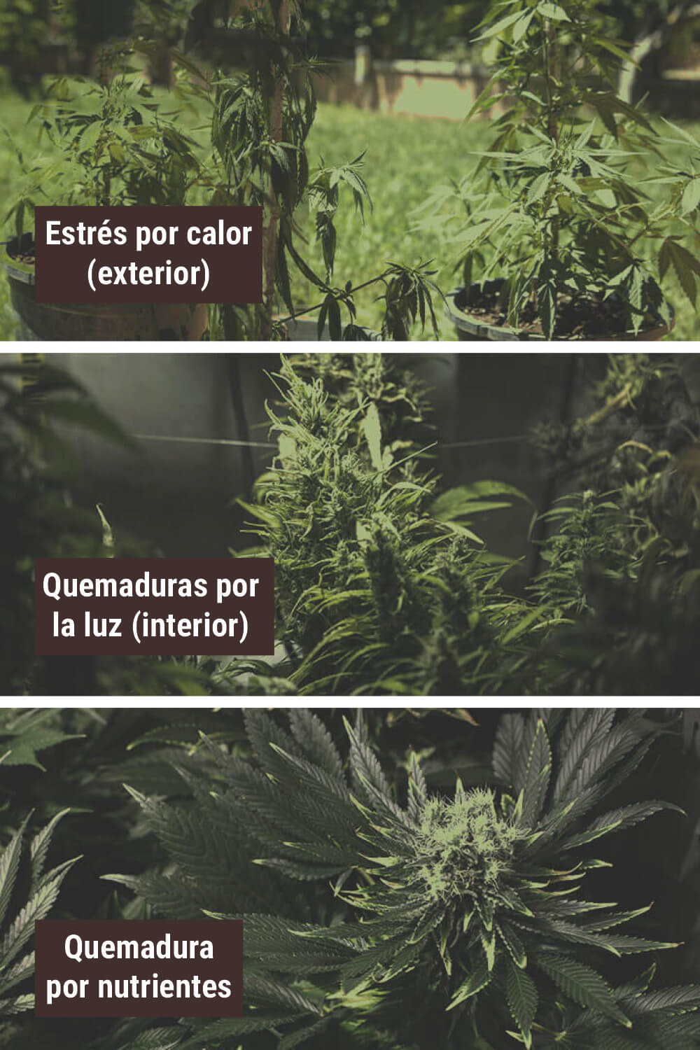 PROVOCAR ESTRÉS POR CALOR A LAS PLANTAS