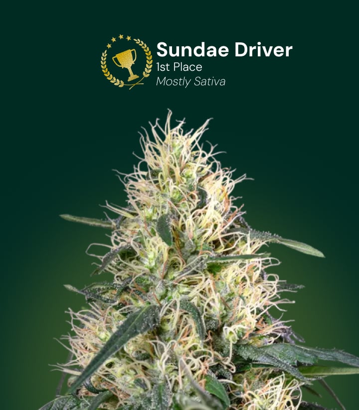 Flor de cannabis Sundae Driver, ganadora del 1er puesto, mayormente sativa