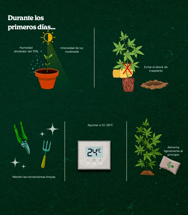 Guía ilustrada para el cuidado de clones de cannabis: humedad alta alrededor del 70%, luz moderada, herramientas limpias, temperatura óptima 22-26°C, evitar shock de trasplante y alimentación ligera inicial para un enraizamiento saludable.