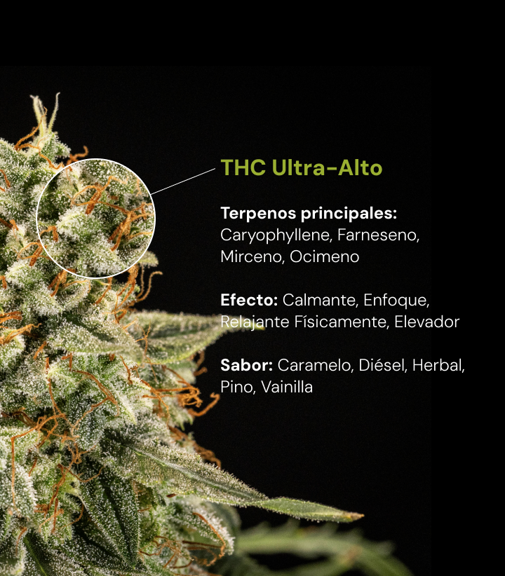 Descubre una variedad de cannabis con THC ultra alto y terpenos principales como cariofileno, farneseno, mirceno y ocimeno, con efectos relajantes y estimulantes.