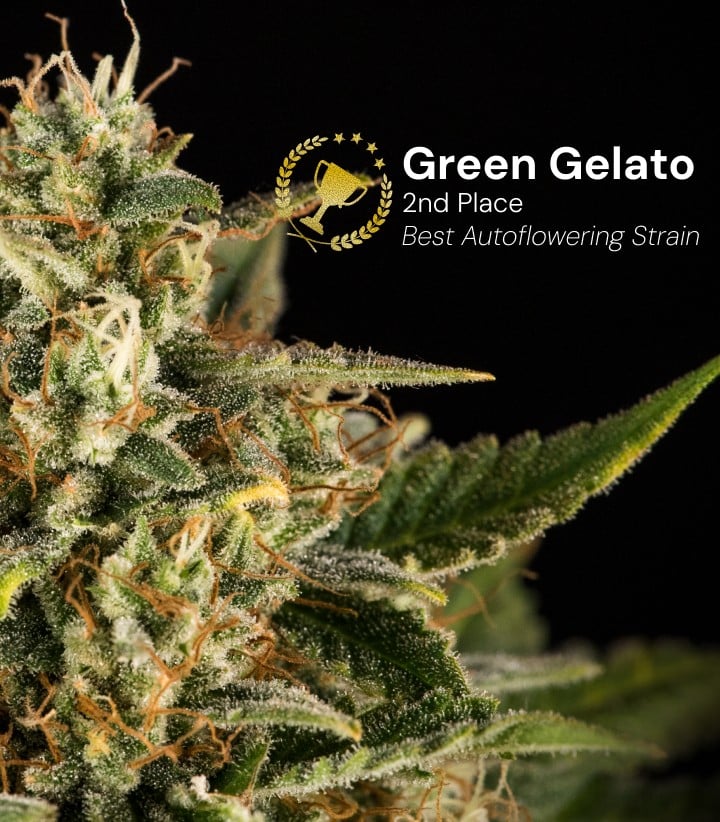 Cogollo de cannabis Green Gelato Auto premiado como mejor variedad autofloreciente en segundo lugar con flores densas y escarchadas y pistilos naranjas sobre fondo negro