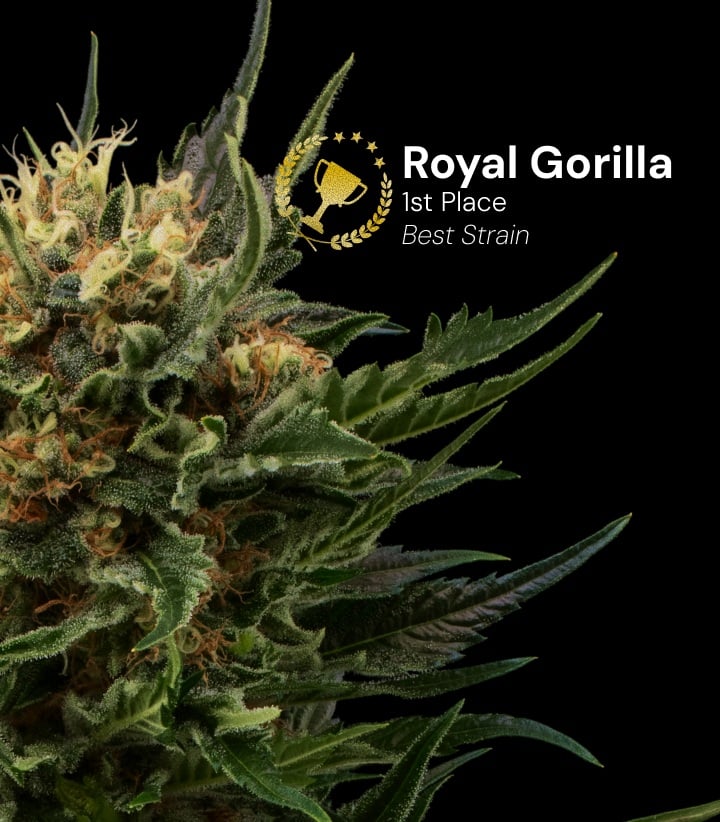 Cogollo de cannabis Royal Gorilla premiado como mejor variedad en primer lugar con flores densas y resinosas y pistilos naranjas sobre fondo negro