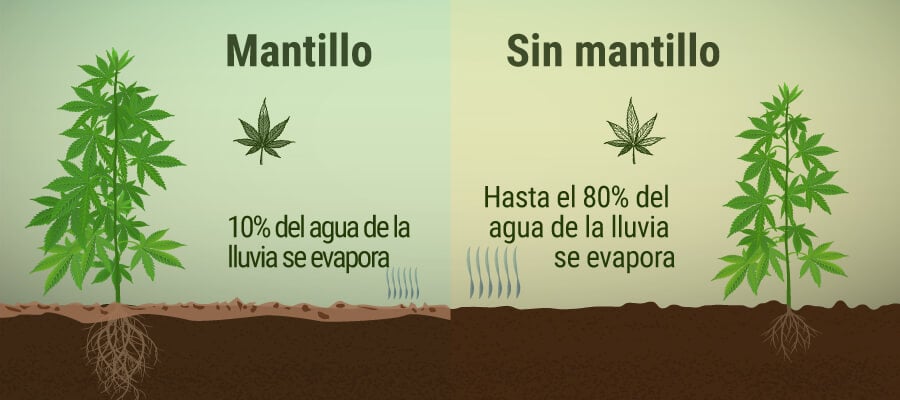 ¿Qué es el acolchado y cómo beneficia a tu plantación de marihuana?