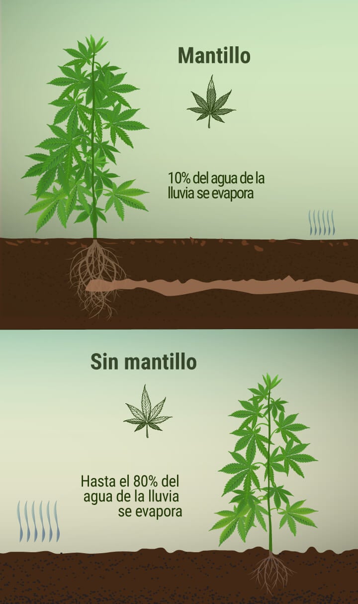 ¿Qué es el acolchado y cómo beneficia a tu plantación de marihuana?