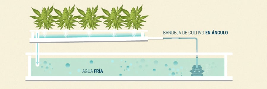 Nutrient Film Technique en Cultivos de Cannabis Nutrient Film Technique en Cultivos de Cannabis