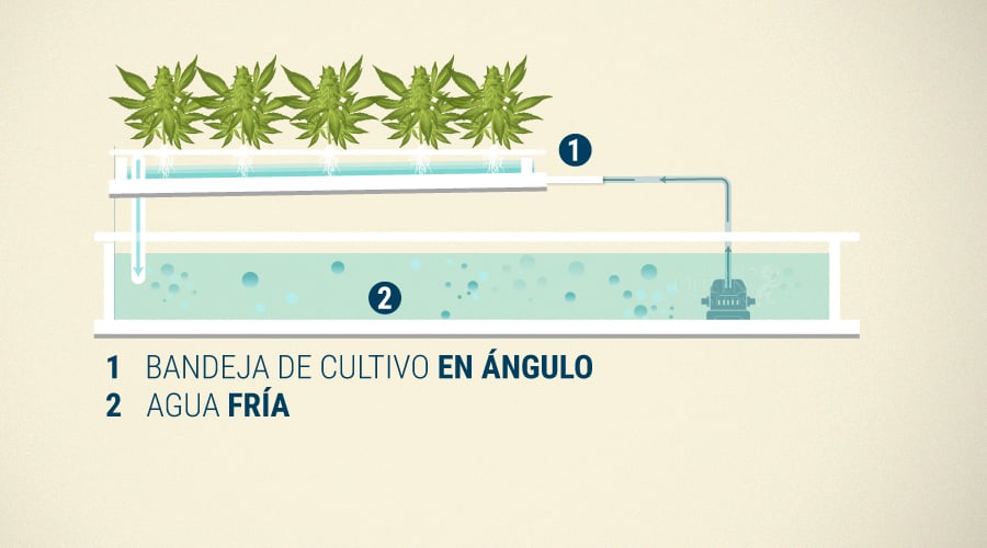 Nutrient Film Technique en Cultivos de Cannabis Nutrient Film Technique en Cultivos de Cannabis