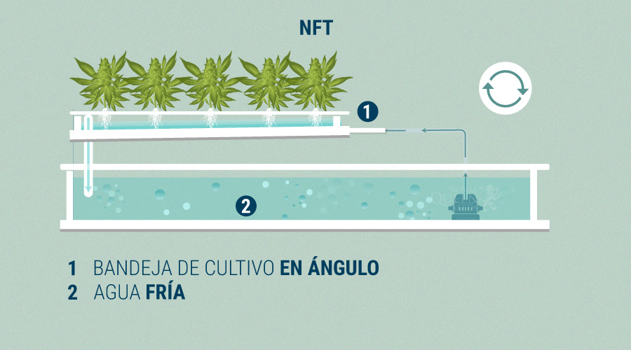 Nutrient Film Technique en Cultivos de Cannabis Nutrient Film Technique en Cultivos de Cannabis