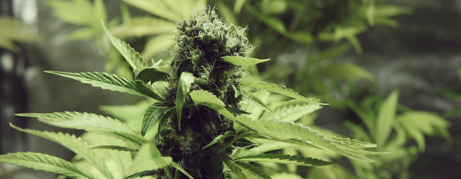northern light royal queen seeds