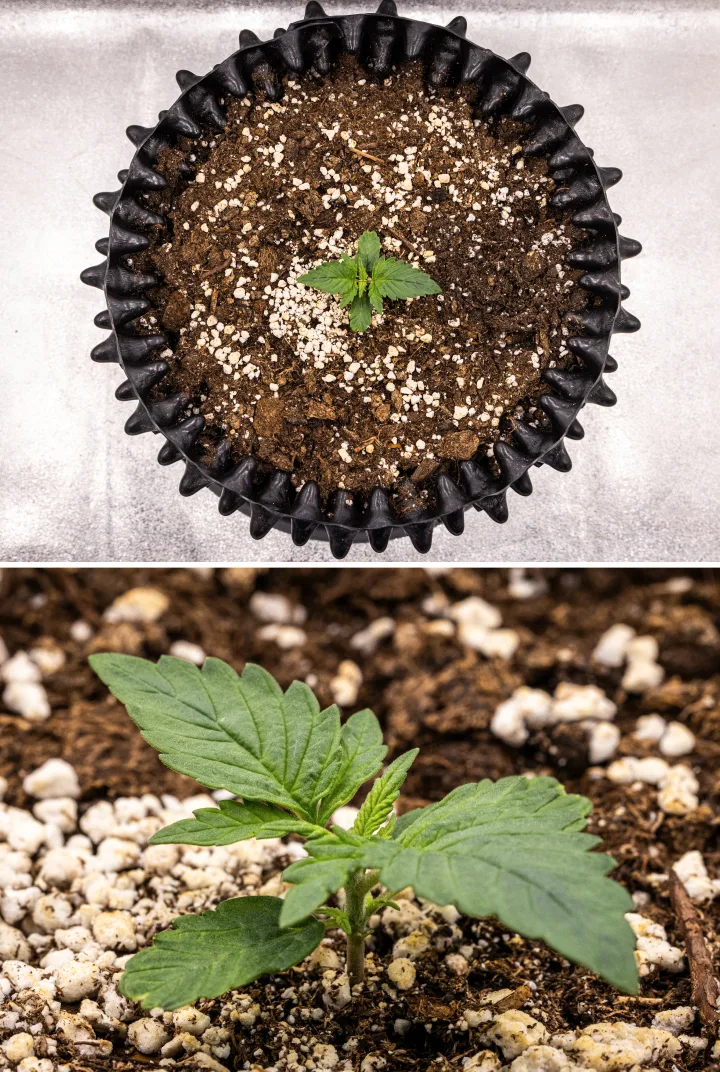 Planta de cannabis NYC Sour Diesel Auto en la semana 1 de crecimiento vegetativo, con hojas compactas y sanas, ramificación temprana y un desarrollo lento pero estable bajo luz LED