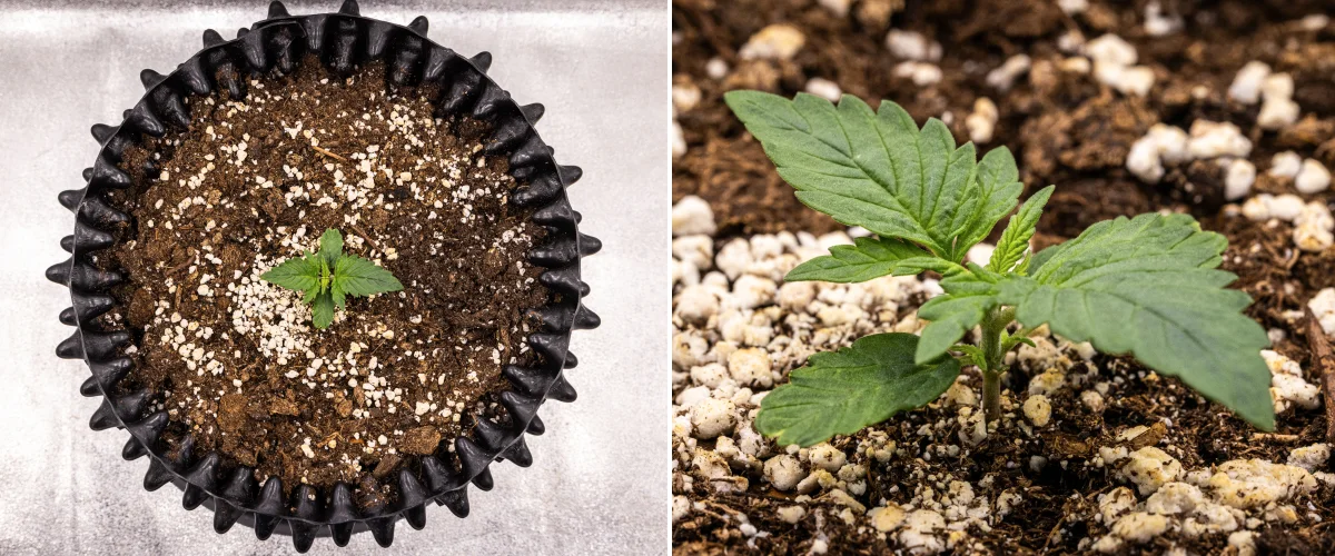 Planta de cannabis NYC Sour Diesel Auto en la semana 1 de crecimiento vegetativo, con hojas compactas y sanas, ramificación temprana y un desarrollo lento pero estable bajo luz LED