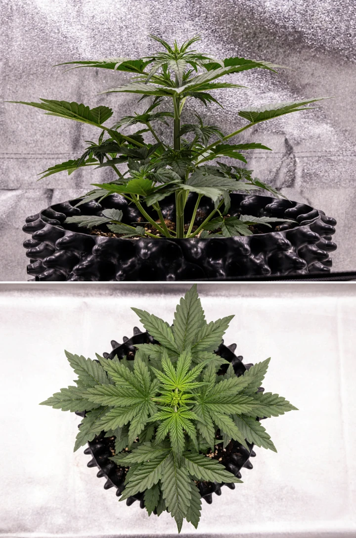 Planta de cannabis NYC Sour Diesel Auto en la semana 3 de crecimiento vegetativo, alcanzando unos 38 cm, con crecimiento vertical vigoroso, estructura erguida, nudos inferiores compactos y prefloración claramente visible bajo luz LED
