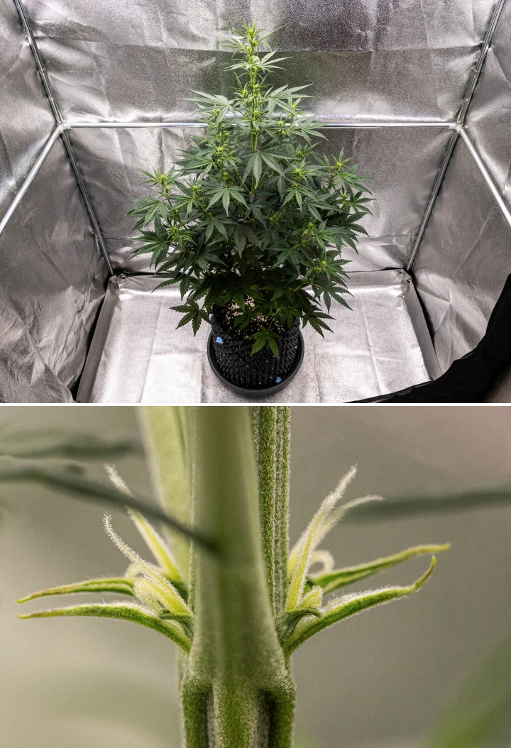 Planta de cannabis NYC Sour Diesel Auto en la semana 4 de floración, alcanzando unos 97 cm, con un estiramiento agresivo, una estructura alta y abierta, mayor distancia entre nudos en la parte superior y primeros cogollos bajo luz LED