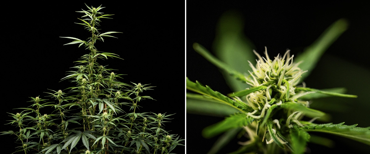 Planta de cannabis NYC Sour Diesel Auto en la semana 5 de floración, alcanzando unos 120 cm, con estiramiento continuo, puntos de cogollos expandiéndose por toda la canopia y formación constante de flores fuera del armario de cultivo