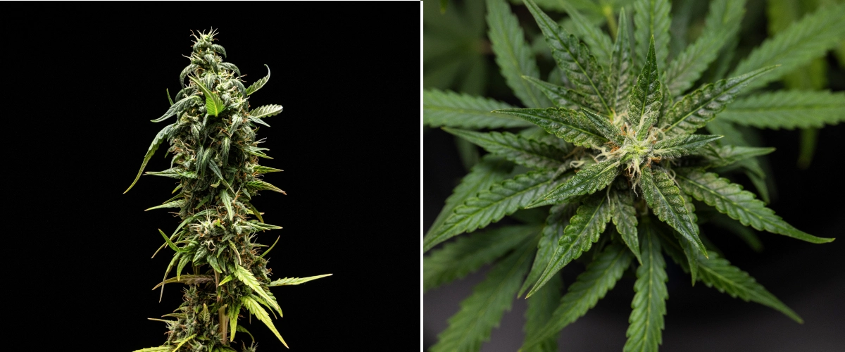 Planta de cannabis NYC Sour Diesel Auto en la semana 8 de floración con tricomas lechosos, cogollos compactos y aromáticos, gran producción de resina y una cola superior ligeramente menos madura cerca de la cosecha