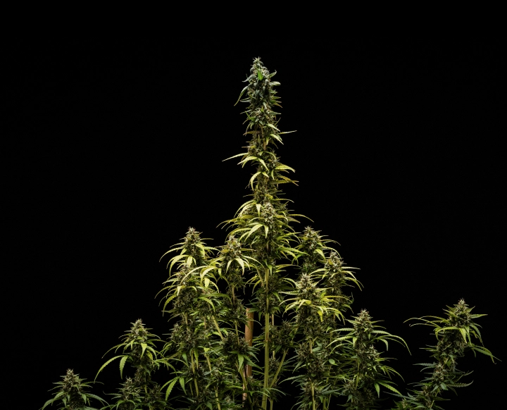 Resultados finales de NYC Sour Diesel Auto