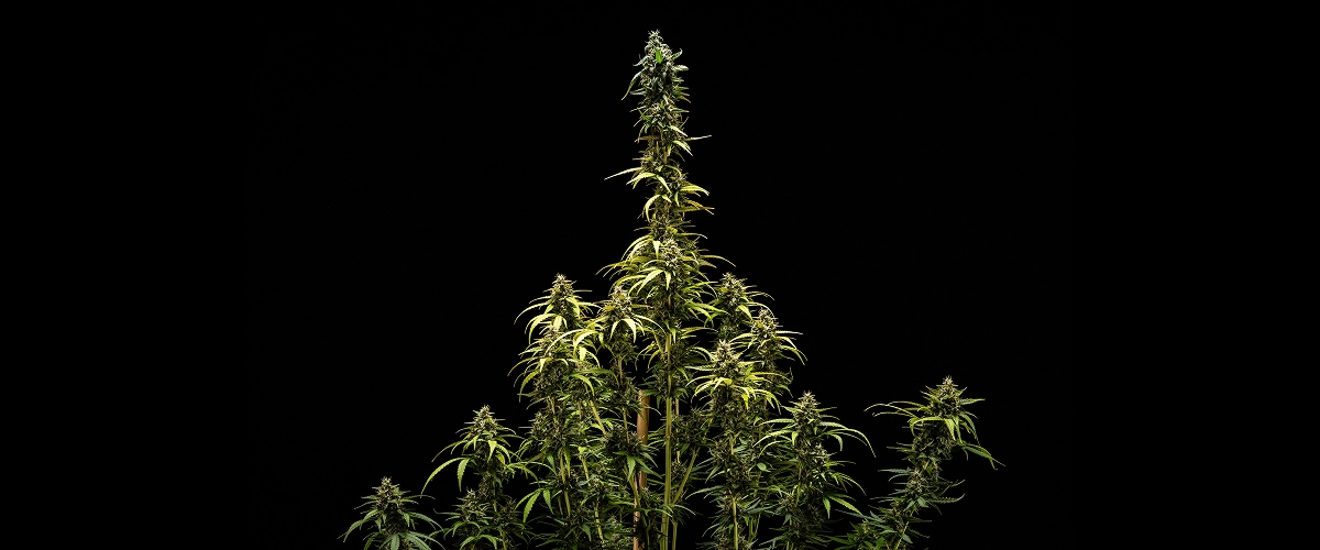 Resultados finales de NYC Sour Diesel Auto