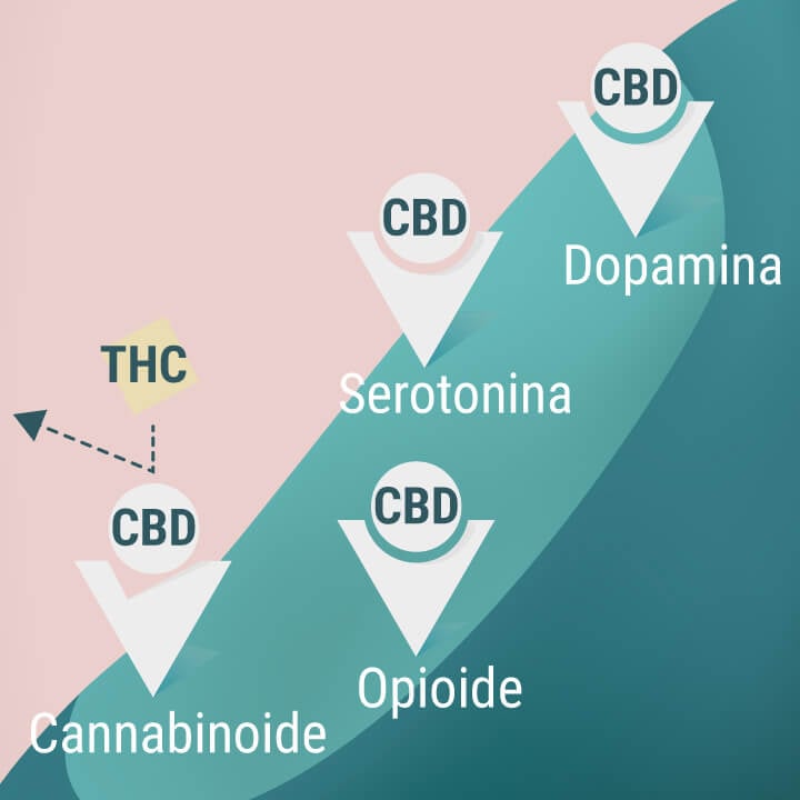 Receptores cannabinoides, opioides, de serotonina y de dopamina