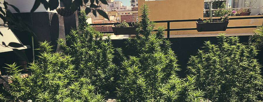 Principios básicos del cultivo en balcón Principios básicos del cultivo en balcón