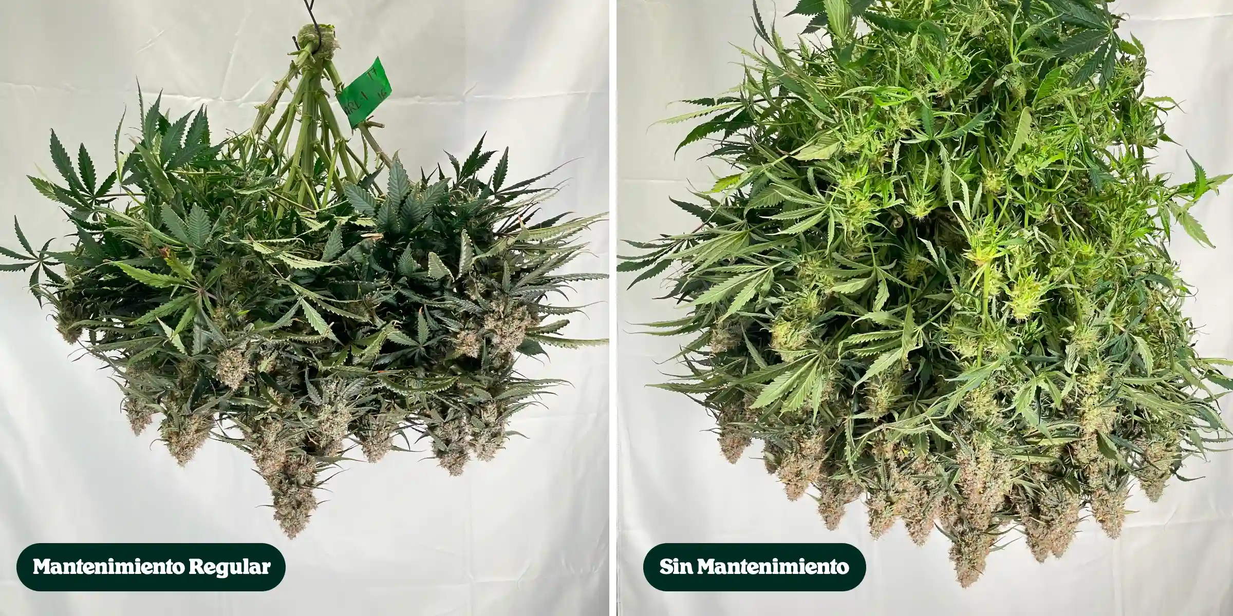 Comparación lado a lado de plantas de cannabis después de la cosecha, mostrando tratamientos con mantenimiento regular frente a sin mantenimiento, con diferencias en la densidad del dosel, el follaje, la estructura de los cogollos y las ramas recortadas.