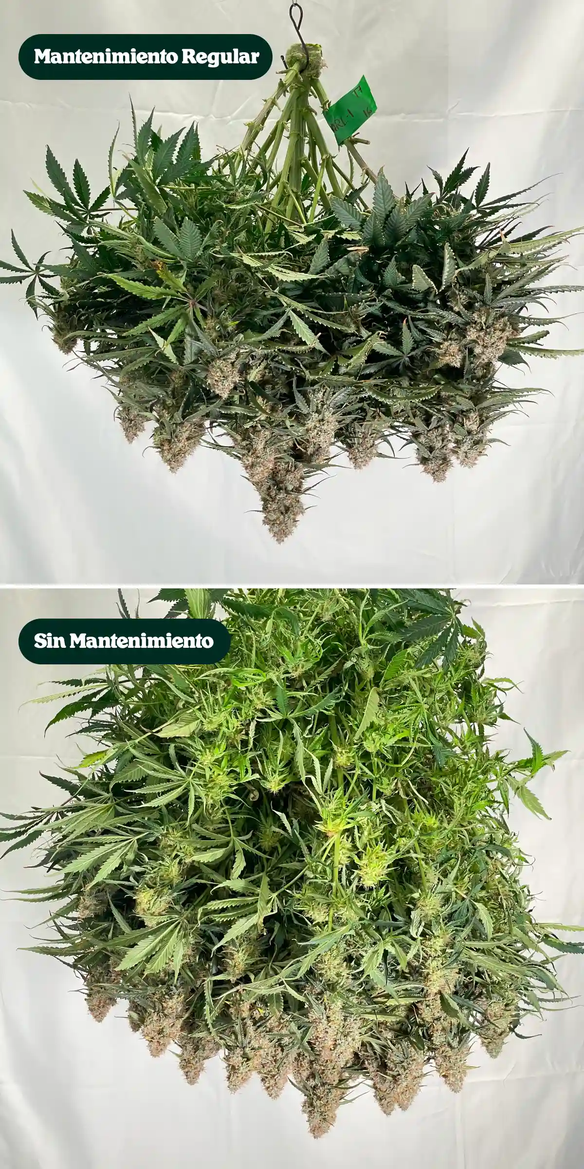 Comparación lado a lado de plantas de cannabis después de la cosecha, mostrando tratamientos con mantenimiento regular frente a sin mantenimiento, con diferencias en la densidad del dosel, el follaje, la estructura de los cogollos y las ramas recortadas.