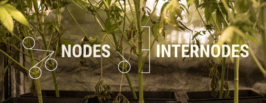 Nodos Internodes Cannabis Estructura de la planta