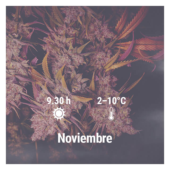 Cómo cultivar cannabis en exterior en Alemania, Noviembre