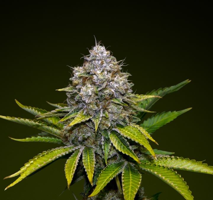 Cogollo de cannabis OG Kush con tricomas escarchados y tonos verdes terrosos, conocido por su sabor a pino y su alta potencia, ideal para infusiones intensas