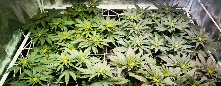 OG Kush OG Kush