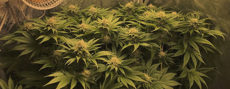 Og Kush Og Kush