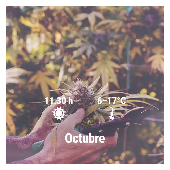 Cómo cultivar cannabis en exterior en Alemania, Octubre