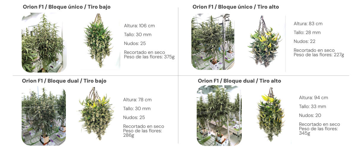 Resultados de Orion F1: comparación single block vs dual block Resumen de resultados de Orion F1 comparando sistemas single block y dual block con riego bajo y alto