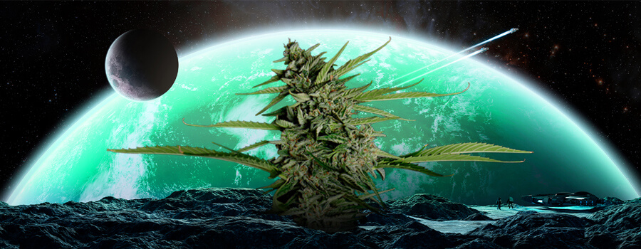 Trichomes Trichomes